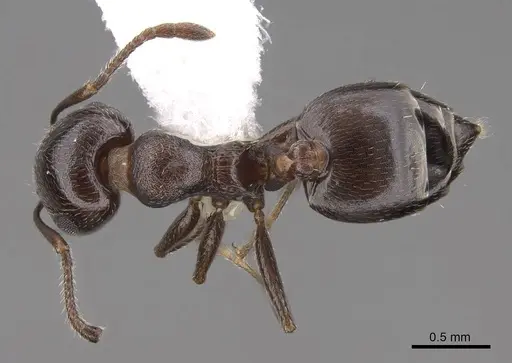 Crematogaster isolata specimen CASENT0922731 image casent0922731_1
