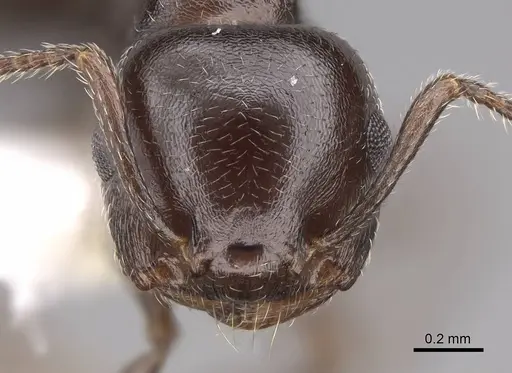 Crematogaster isolata specimen CASENT0922731 image casent0922731_2
