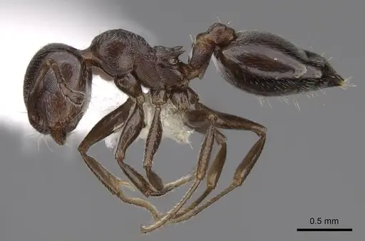 Crematogaster isolata specimen CASENT0922731 image casent0922731_3