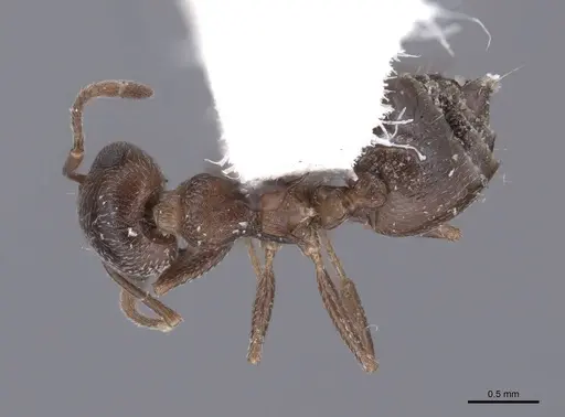 Crematogaster isolata specimen FMNHINS0000062949 image fmnhins0000062949_1