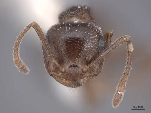 Crematogaster isolata specimen FMNHINS0000062949 image fmnhins0000062949_2