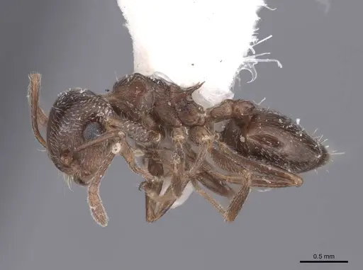 Crematogaster isolata specimen FMNHINS0000062949 image fmnhins0000062949_3