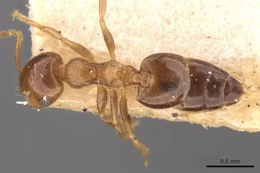 Crematogaster jacobsoni specimen CASENT0908369 image casent0908369_1