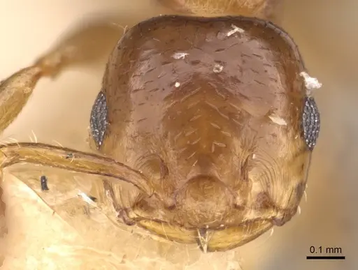 Crematogaster jacobsoni specimen CASENT0908369 image casent0908369_2