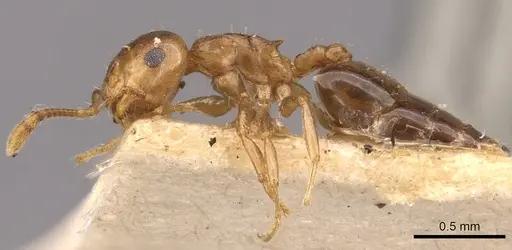 Crematogaster jacobsoni specimen CASENT0908369 image casent0908369_3