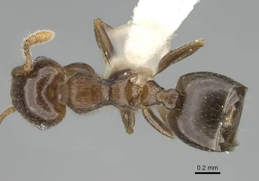Crematogaster jacobsoni specimen CASENT0919941 image casent0919941_1