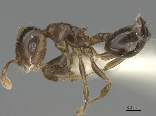 Crematogaster jacobsoni specimen CASENT0919941 image casent0919941_3