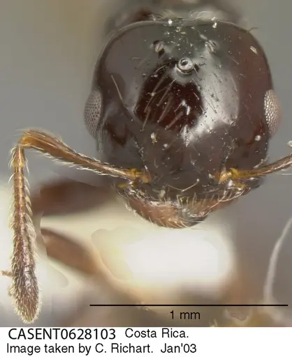 Crematogaster jardinero specimen CASENT0628103 image casent0628103_1