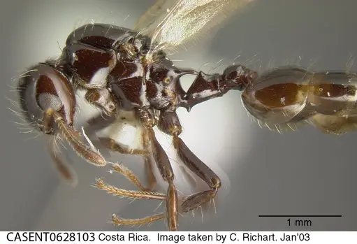 Crematogaster jardinero specimen CASENT0628103 image casent0628103_2