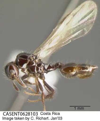Crematogaster jardinero specimen CASENT0628103 image casent0628103_3