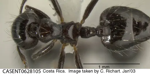 Crematogaster jardinero specimen CASENT0628105 image casent0628105_1