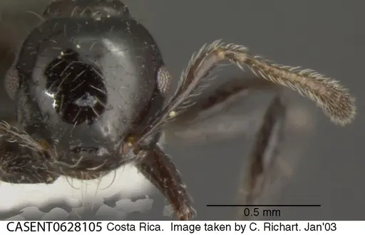 Crematogaster jardinero specimen CASENT0628105 image casent0628105_2