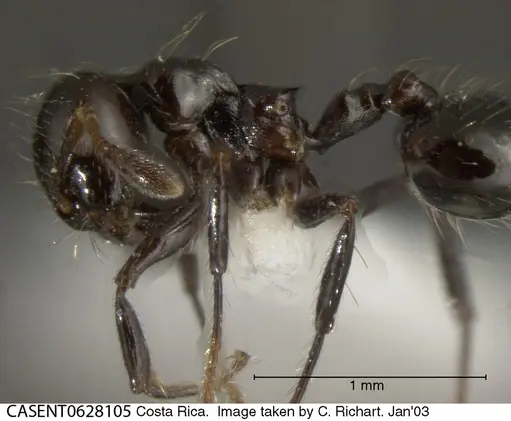 Crematogaster jardinero specimen CASENT0628105 image casent0628105_3
