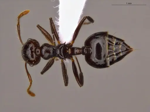 Crematogaster jardinero specimen ECOFOG-TR17-0122-09 image ecofog-tr17-0122-09_1