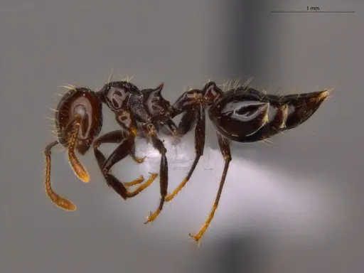 Crematogaster jardinero specimen ECOFOG-TR17-0122-09 image ecofog-tr17-0122-09_3
