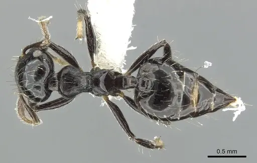 Crematogaster jardinero specimen JTLC000001395 image jtlc000001395_1