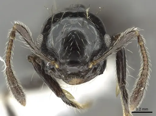 Crematogaster jardinero specimen JTLC000001395 image jtlc000001395_2