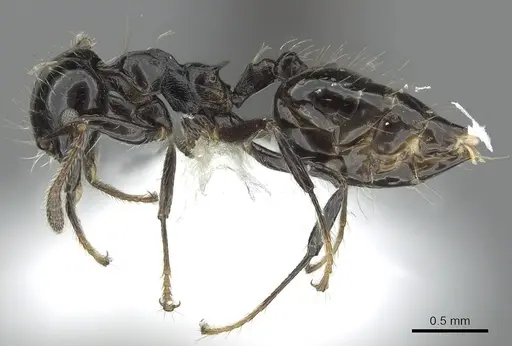 Crematogaster jardinero specimen JTLC000001395 image jtlc000001395_3
