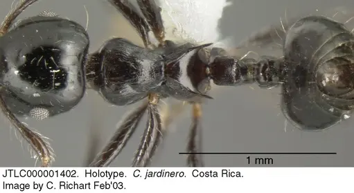 Crematogaster jardinero specimen JTLC000001402 image jtlc000001402_1
