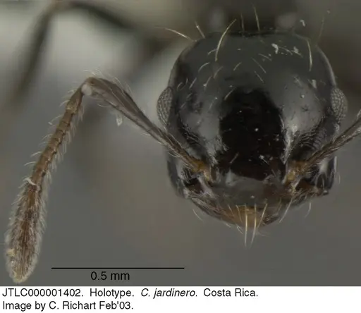 Crematogaster jardinero specimen JTLC000001402 image jtlc000001402_2