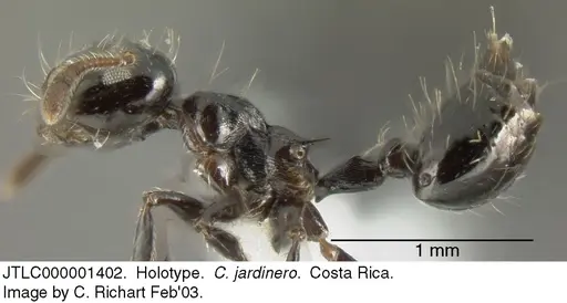 Crematogaster jardinero specimen JTLC000001402 image jtlc000001402_3