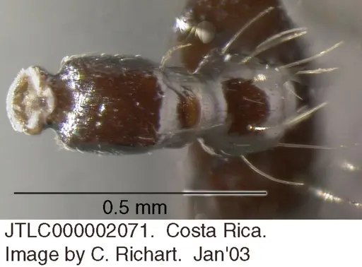 Crematogaster jardinero specimen JTLC000002071 image jtlc000002071_1