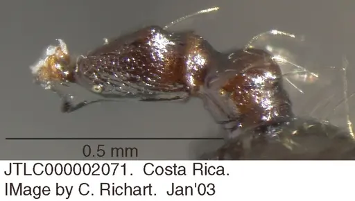 Crematogaster jardinero specimen JTLC000002071 image jtlc000002071_2