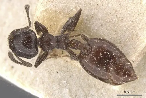 Crematogaster jeanneli specimen CASENT0912773 image casent0912773_1