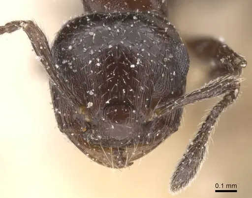 Crematogaster jeanneli specimen CASENT0912773 image casent0912773_2
