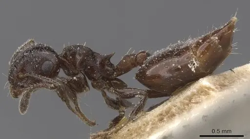 Crematogaster jeanneli specimen CASENT0912773 image casent0912773_3