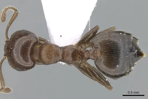 Crematogaster jehovae specimen CASENT0281540 image casent0281540_1
