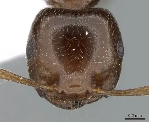 Crematogaster jehovae specimen CASENT0281540 image casent0281540_2