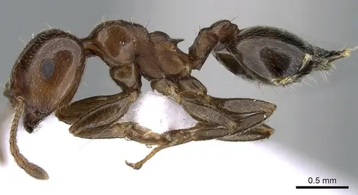Crematogaster jehovae specimen CASENT0281540 image casent0281540_3