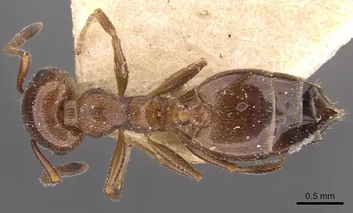 Crematogaster jehovae specimen CASENT0908475 image casent0908475_1