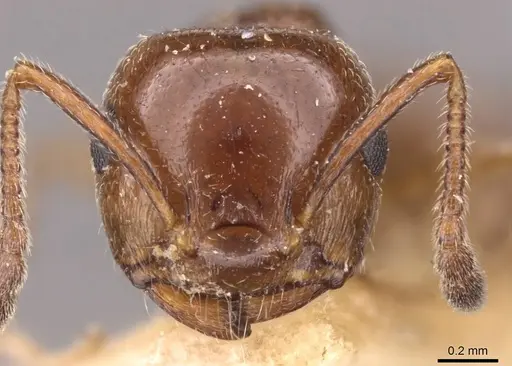 Crematogaster jehovae specimen CASENT0908475 image casent0908475_2