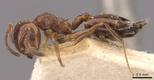 Crematogaster jehovae specimen CASENT0908475 image casent0908475_3