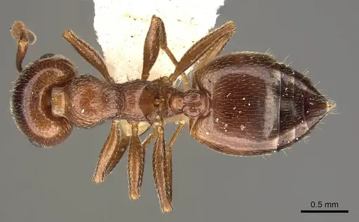 Crematogaster jehovae specimen CASENT0914150 image casent0914150_1