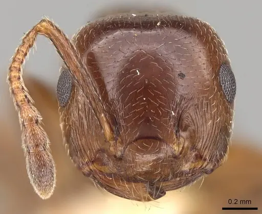 Crematogaster jehovae specimen CASENT0914150 image casent0914150_2