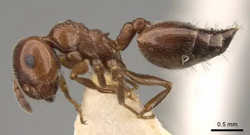 Crematogaster jehovae specimen CASENT0914150 image casent0914150_3