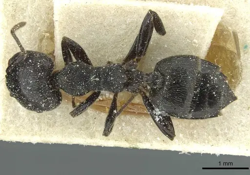 Crematogaster jullieni specimen CASENT0912628 image casent0912628_1