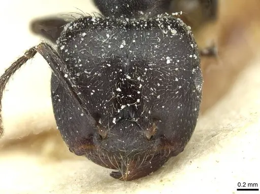 Crematogaster jullieni specimen CASENT0912628 image casent0912628_2