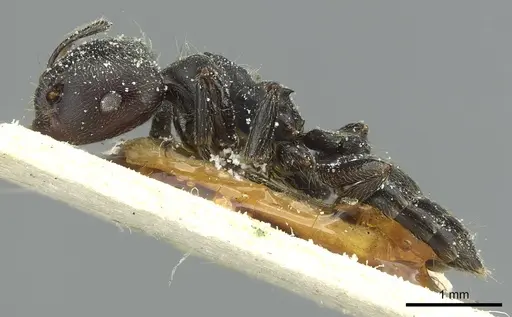 Crematogaster jullieni specimen CASENT0912628 image casent0912628_3