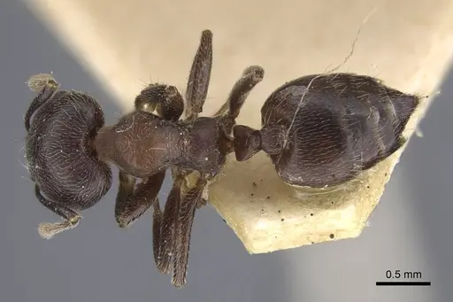 Crematogaster jullieni specimen CASENT0916989 image casent0916989_1