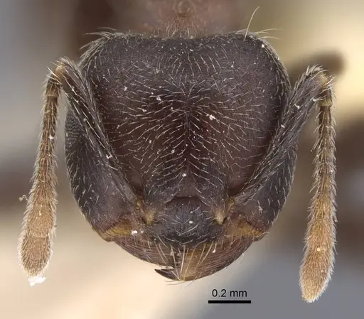 Crematogaster jullieni specimen CASENT0916989 image casent0916989_2