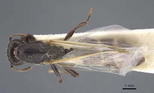 Crematogaster jullieni specimen CASENT0916990 image casent0916990_1