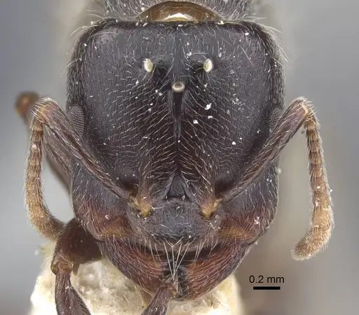 Crematogaster jullieni specimen CASENT0916990 image casent0916990_2