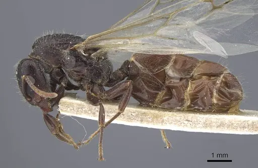 Crematogaster jullieni specimen CASENT0916990 image casent0916990_3