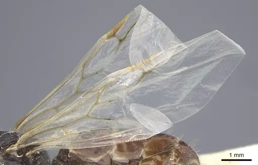 Crematogaster jullieni specimen CASENT0916990 image casent0916990_4