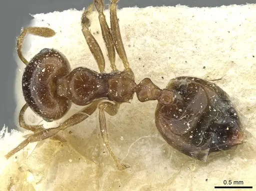 Crematogaster juventa specimen CASENT0912802 image casent0912802_1
