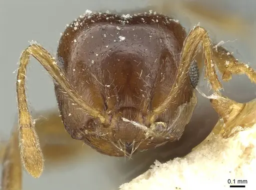 Crematogaster juventa specimen CASENT0912802 image casent0912802_2